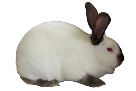Gastrointestinal Stasis Rabbit