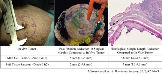 in vivo canine skin tumor