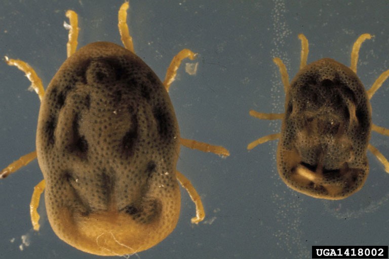 Spinose Ear Tick