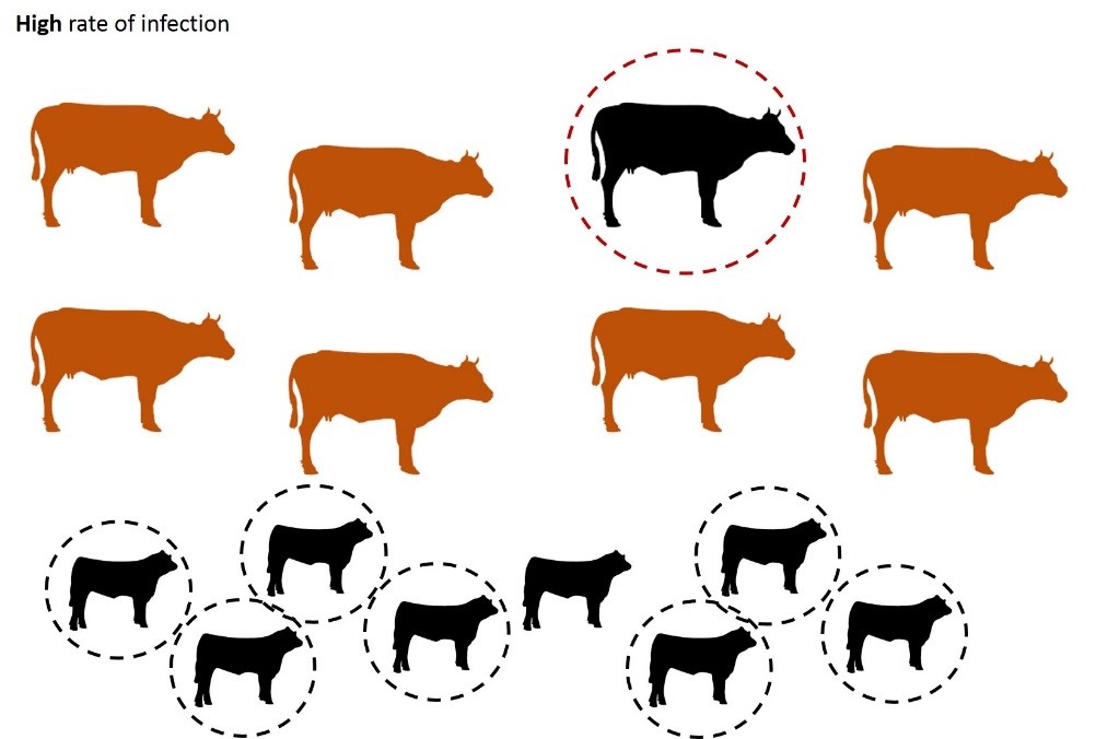 Abortions occurring in an anaplasmosis "endemically stable" cowcalf herd