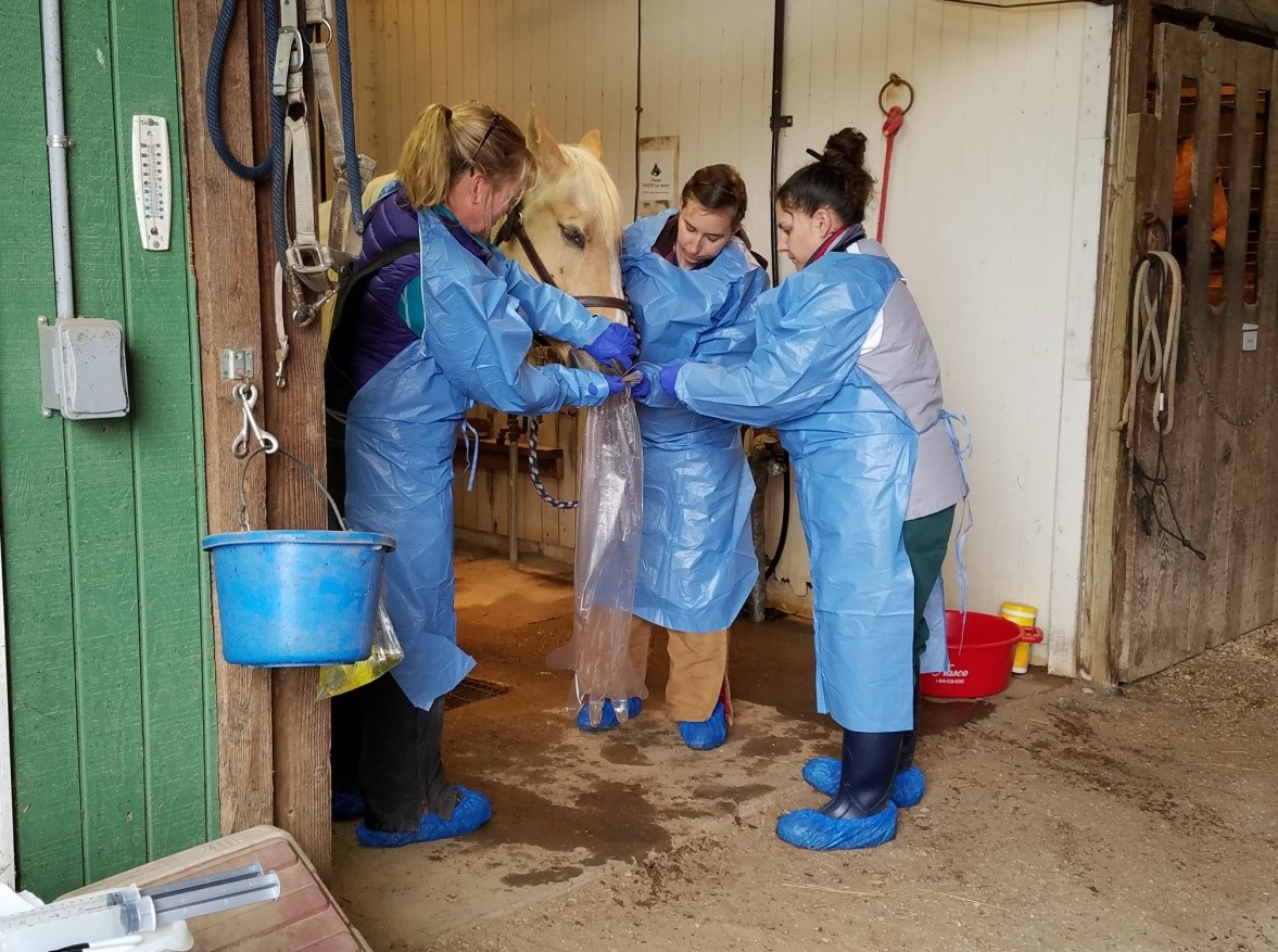 a-herd-outbreak-of-equine-strangles