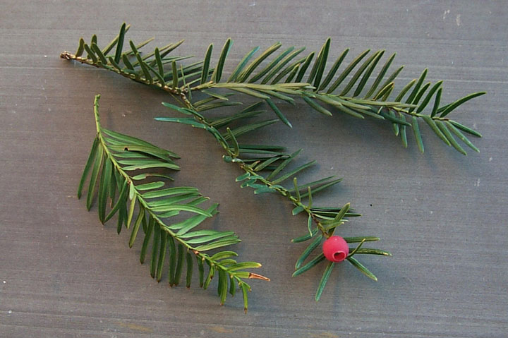 Japanese Yew plant