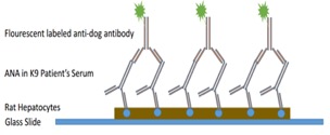 Schematic of Indirect Fluorescent Antibody Detection of Canine Serum ANA Titers