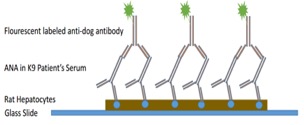 Schematic of Indirect Fluorescent Antibody Detection of Canine Serum ANA Titers 