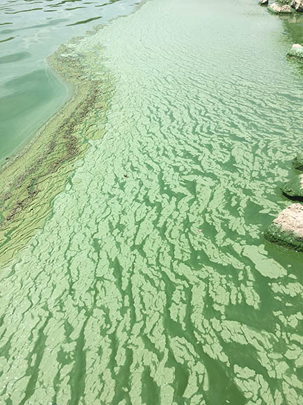algae bloom