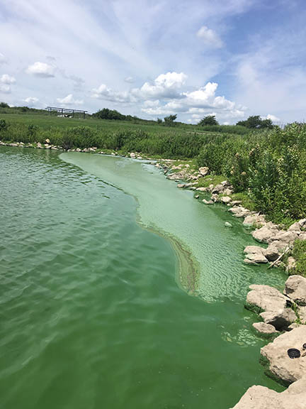 algae bloom