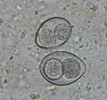 Cystoisospora