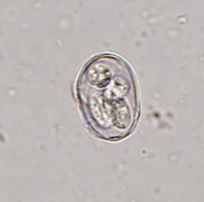Sporulated Eimeria