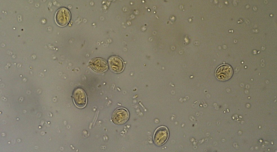 Cystoisospora