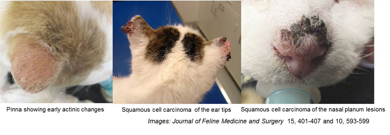 Cutaneous Squamous Cell Carcinoma in Cats Associated Factors