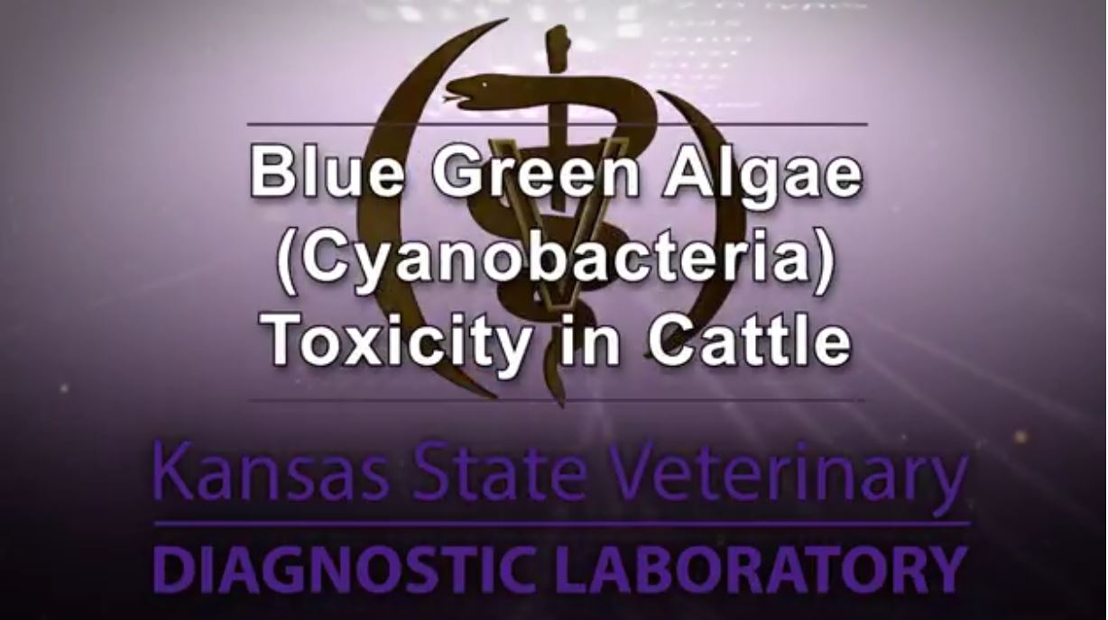 Blue-green algae video on KSVDL YouTube